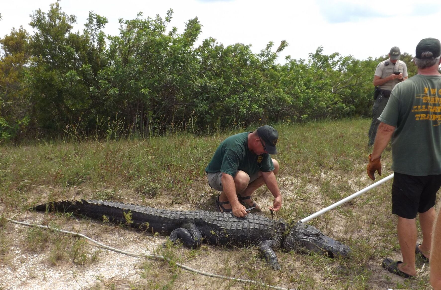 ESalligator060320a.jpg